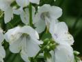 Polémoine à fleurs blanches - Polemonium caeruleum