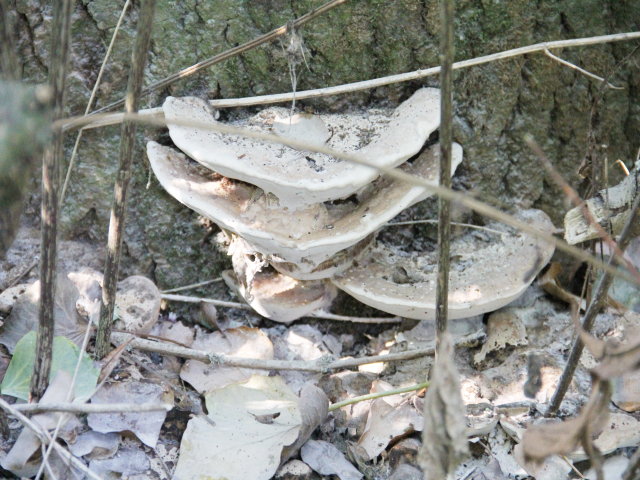Polypore du frêne - Perenniporia fraxinea