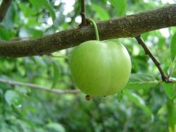 Pommier sauvage (fruit)