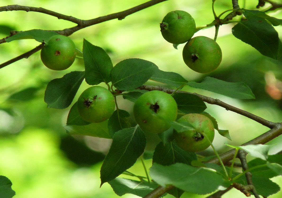 Malus sylvestris (fruits)