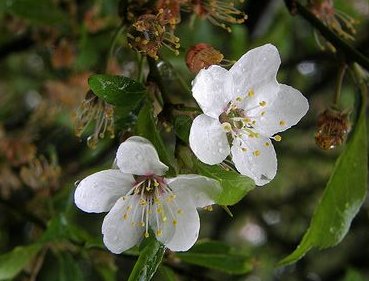 Malus sylvestris (fleurs)