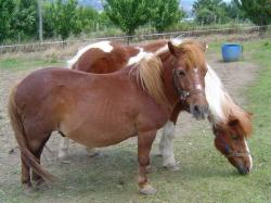 Poneys