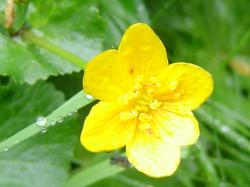 Populage des marais - Caltha palustris