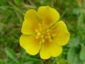 Potentille de Crantz - Potentilla crantzii