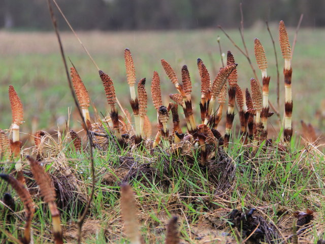 Prêle géante - Equisetum telmateia