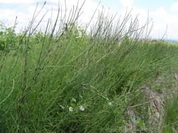 Prêle rameuse - Equisetum ramosissimum