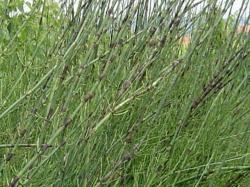 Prêle rameuse - Equisetum ramosissimum
