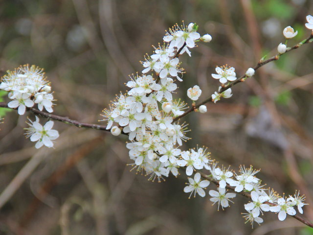 Prunelier commun - Prunus spinosa