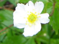 Renoncule à feuilles d'aconit - Ranunculus aconitifolius