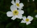 Renoncule à feuilles d'aconit - Ranunculus aconitifolius