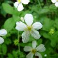 Renoncule à feuilles de platane - Ranunculus platanifolius