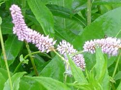 Renouée bistorte - Polygonum bistorta