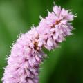 Renouée bistorte - Polygonum bistorta