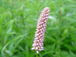 Renouée bistorte - Polygonum bistorta