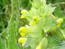 Rhinante ND - Rhinanthus ...