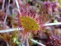 Rossolis à feuilles rondes - Drosera rotundifolia