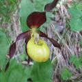 Sabot de Vénus - Cypripedium calceolus