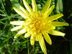 Salsifis - Tragopogon pratensis