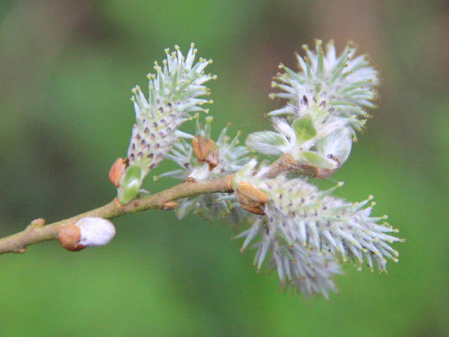 Saule - Salix