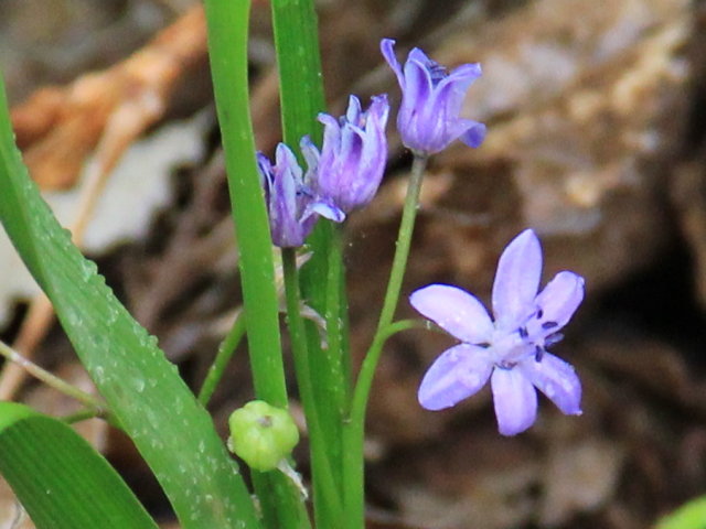 Scille à deux feuilles - Scilla bifolia