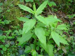 Séneçon de Fuchs - Senecio ovatus