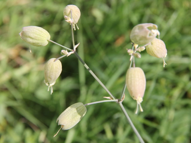 Silène enflé - silene vulgaris