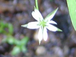 Stellaire des marais - Stellaria palustris