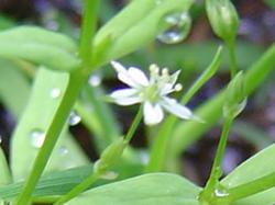 Stellaire des marais - Stellaria palustris