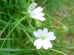 Stellaire holostée - Stellaria holostea