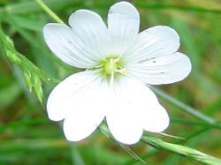 Stellaire holostée - Stellaria holostea