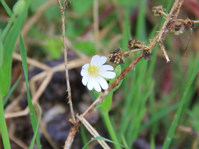 Stellaire holostée - Stellaria holostea