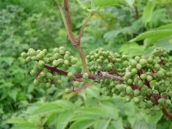 Sureau à grappes - Sambucus racemosa