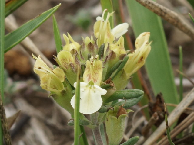 Germandrée des montagnes - Teucrium montanum