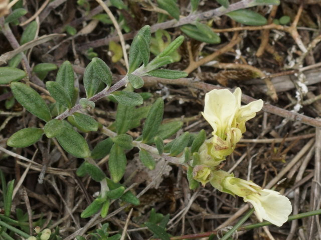 Germandrée des montagnes - Teucrium montanum