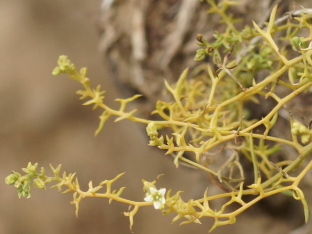 Thésion couché - Thesium humifusum