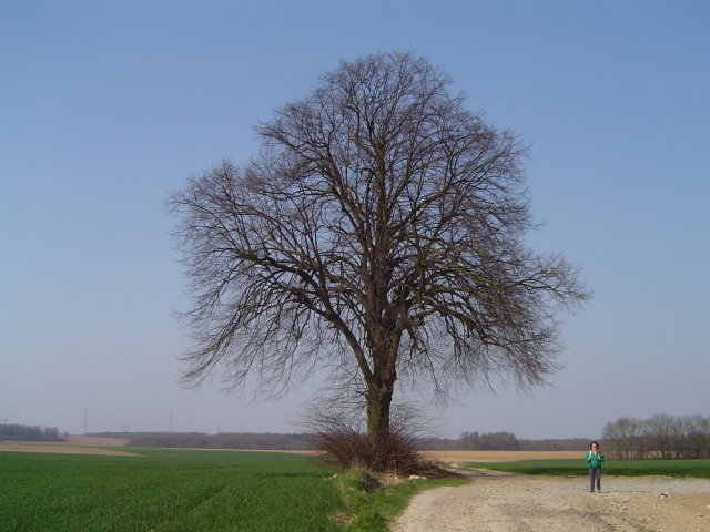 Tilleul de Montataire