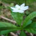 Trientale d'Europe - Trientalis europaea