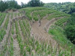 Vignes