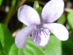 Violette des marais - Viola palustris